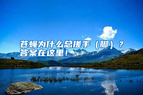 苍蝇为什么总搓手（脚）？答案在这里！