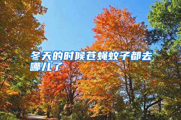 冬天的时候苍蝇蚊子都去哪儿了