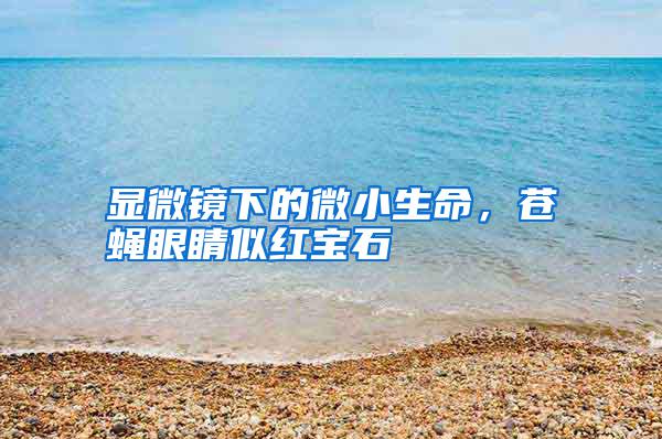 显微镜下的微小生命，苍蝇眼睛似红宝石