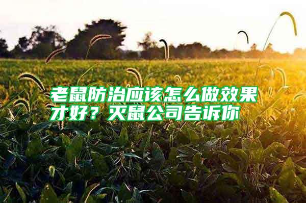 老鼠防治应该怎么做效果才好？灭鼠公司告诉你