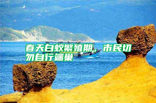 春天白蚁繁殖期，市民切勿自行端巢