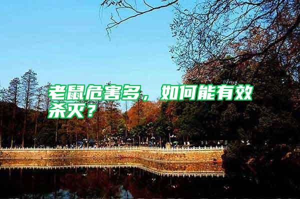 老鼠危害多,如何能有效杀灭?