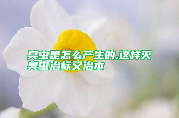 臭虫是怎么产生的,这样灭臭虫治标又治本