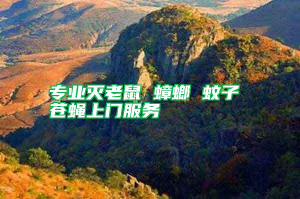 专业灭老鼠 蟑螂 蚊子 苍蝇上门服务