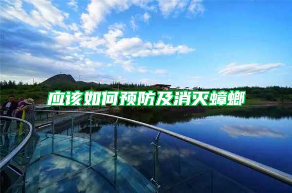 应该如何预防及消灭蟑螂
