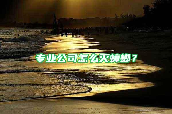 专业公司怎么灭蟑螂？