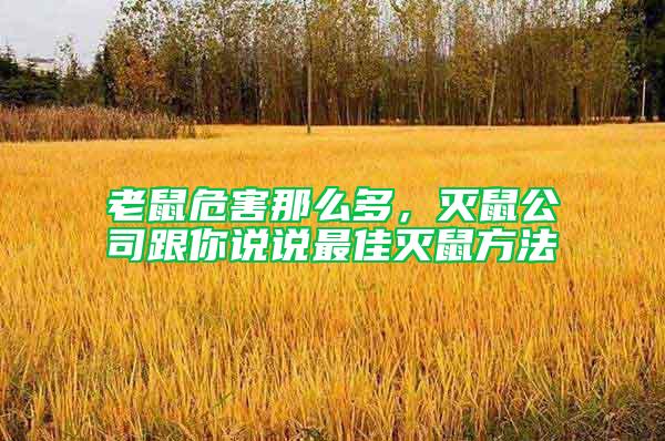 老鼠危害那么多，灭鼠公司跟你说说最佳灭鼠方法