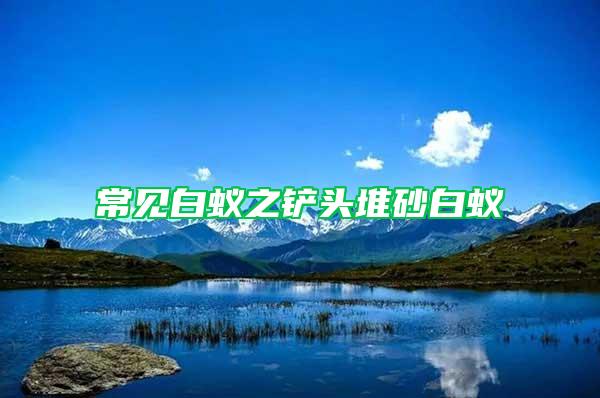 常见白蚁之铲头堆砂白蚁