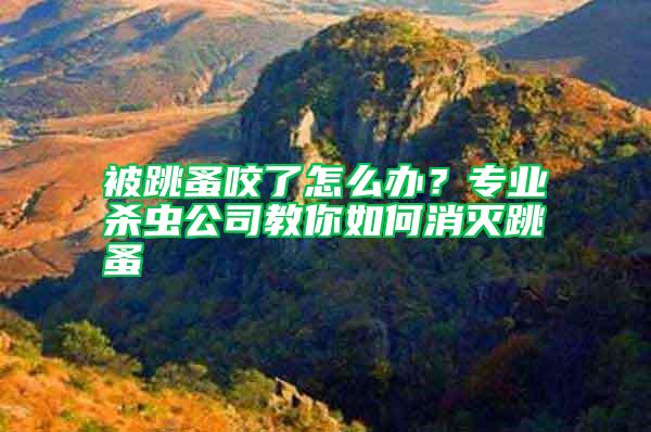 被跳蚤咬了怎么办？专业杀虫公司教你如何消灭跳蚤