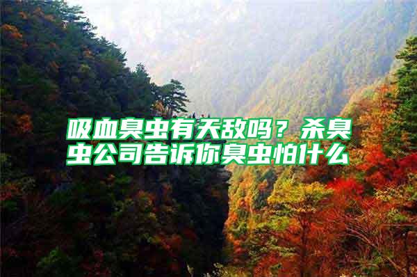 吸血臭虫有天敌吗？杀臭虫公司告诉你臭虫怕什么