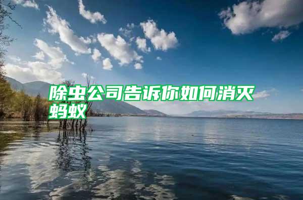 除虫公司告诉你如何消灭蚂蚁