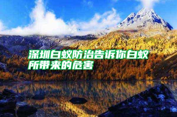 深圳白蚁防治告诉你白蚁所带来的危害
