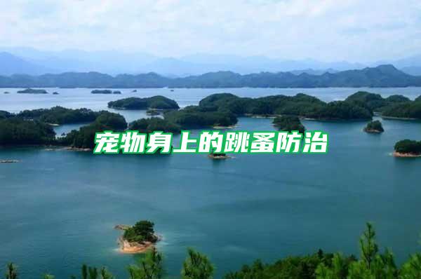 宠物身上的跳蚤防治