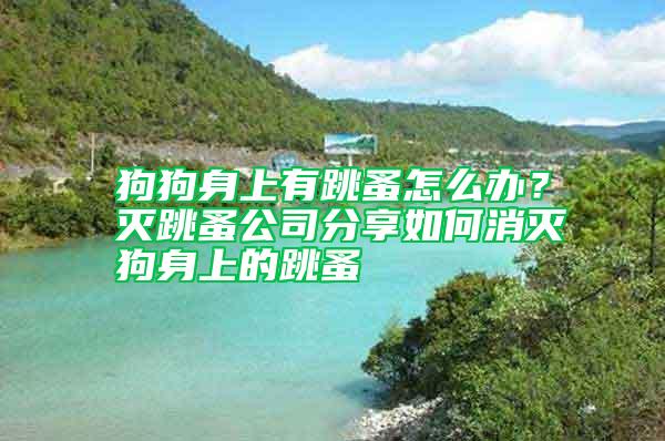 狗狗身上有跳蚤怎么办？灭跳蚤公司分享如何消灭狗身上的跳蚤