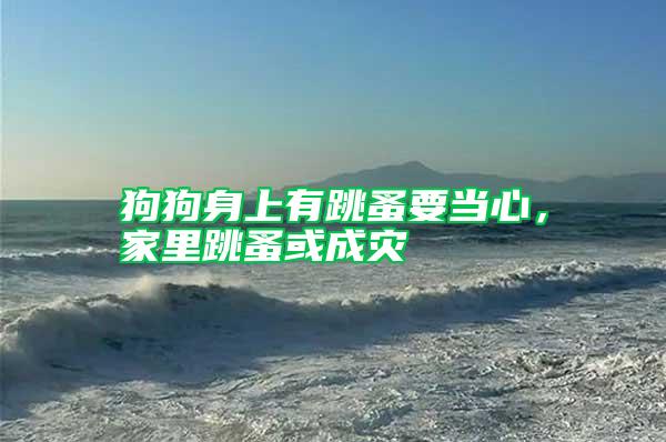 狗狗身上有跳蚤要当心，家里跳蚤或成灾