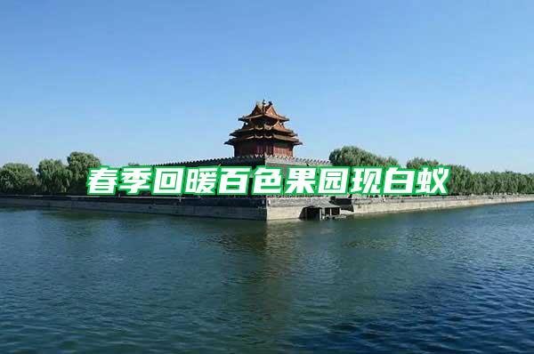 春季回暖百色果园现白蚁