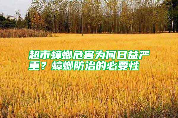 超市蟑螂危害为何日益严重？蟑螂防治的必要性