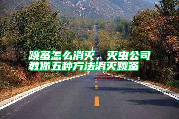 跳蚤怎么消灭,灭虫公司教你五种方法消灭跳蚤