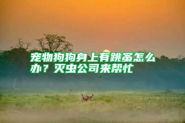 宠物狗狗身上有跳蚤怎么办?灭虫公司来帮忙