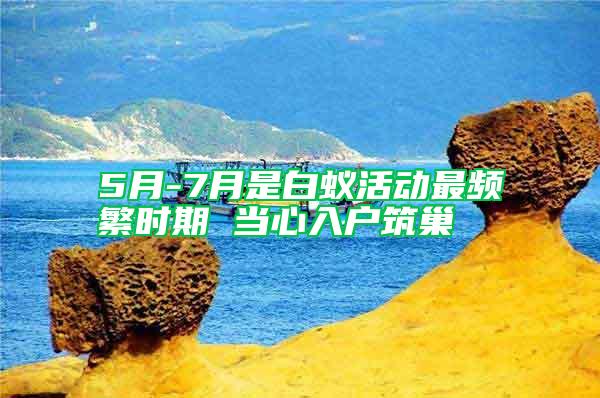 5月-7月是白蚁活动最频繁时期 当心入户筑巢