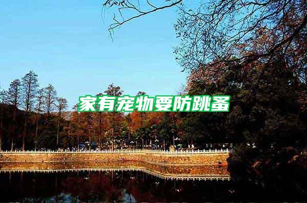 家有宠物要防跳蚤