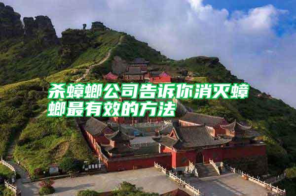 杀蟑螂公司告诉你消灭蟑螂最有效的方法