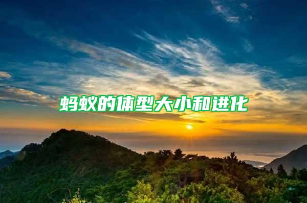 蚂蚁的体型大小和进化