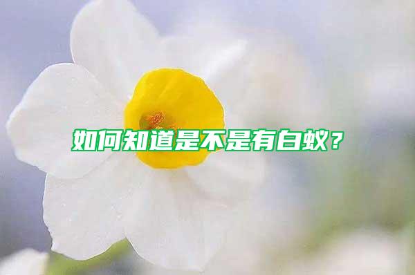 如何知道是不是有白蚁？