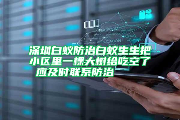 深圳白蚁防治白蚁生生把小区里一棵大树给吃空了 应及时联系防治