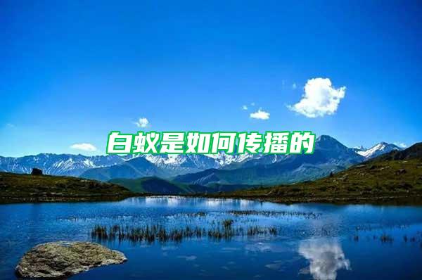 白蚁是如何传播的