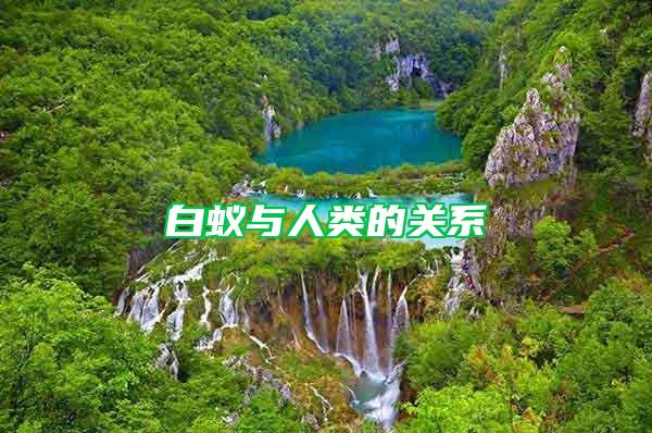 白蚁与人类的关系