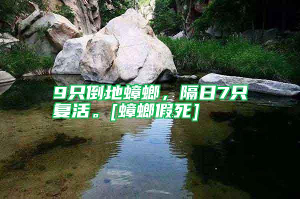 9只倒地蟑螂，隔日7只复活。[蟑螂假死]