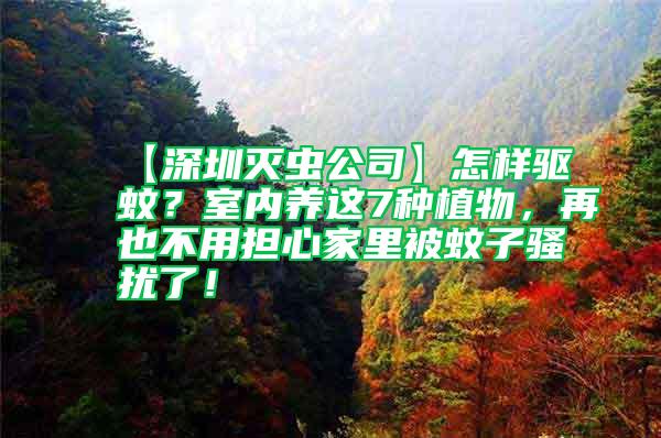 【深圳灭虫公司】怎样驱蚊？室内养这7种植物，再也不用担心家里被蚊子骚扰了！