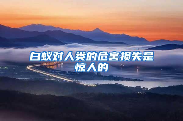 白蚁对人类的危害损失是惊人的
