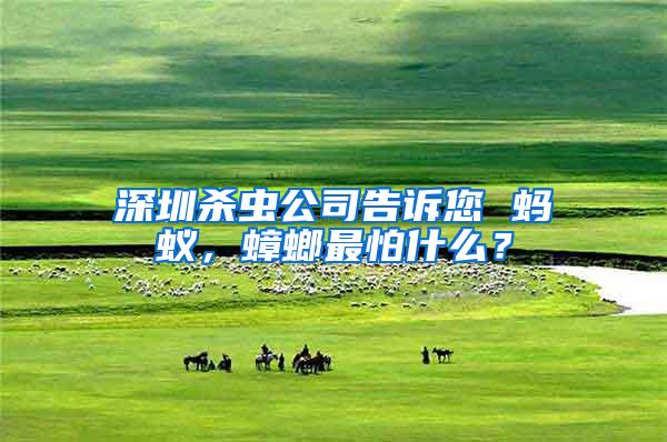 深圳杀虫公司告诉您 蚂蚁，蟑螂最怕什么？