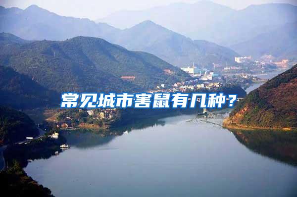 常见城市害鼠有几种？