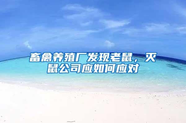 畜禽养殖厂发现老鼠，灭鼠公司应如何应对