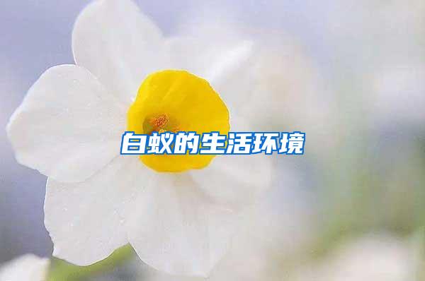 白蚁的生活环境