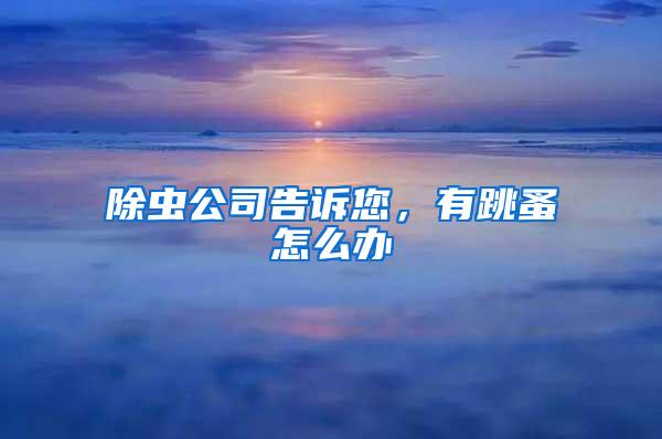 除虫公司告诉您，有跳蚤怎么办