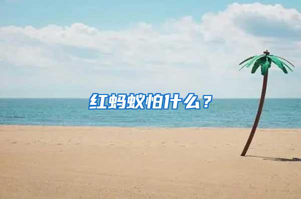 红蚂蚁怕什么？