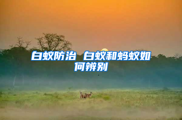 白蚁防治 白蚁和蚂蚁如何辨别