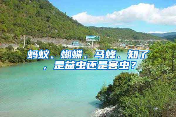蚂蚁、蝴蝶、马蜂、知了，是益虫还是害虫？