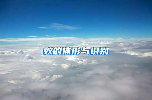 蚁的体形与识别
