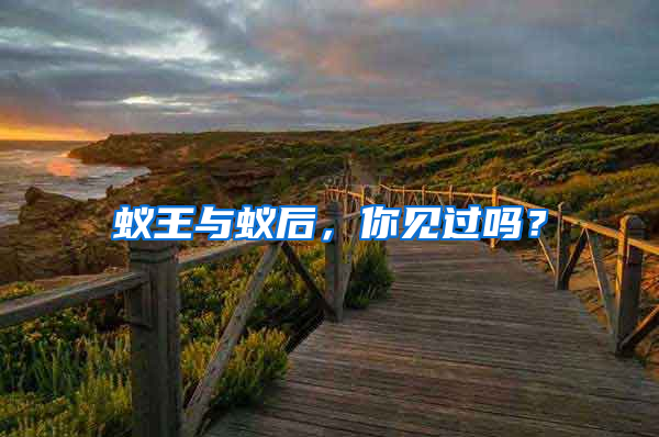 蚁王与蚁后，你见过吗？