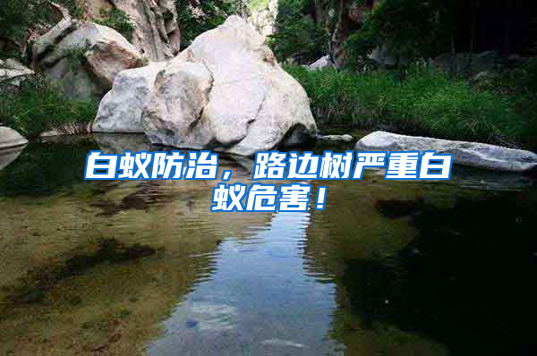 白蚁防治，路边树严重白蚁危害！