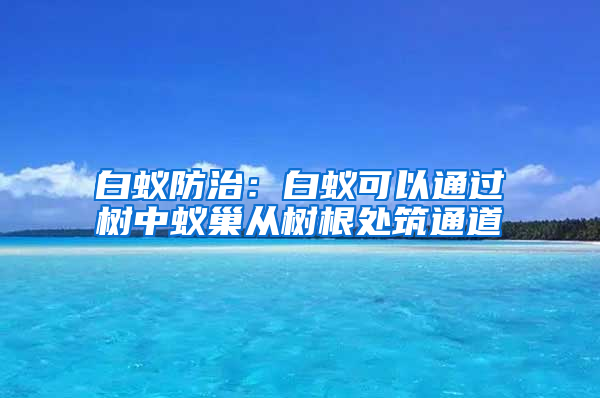 白蚁防治:白蚁可以通过树中蚁巢从树根处筑通道