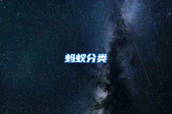 蚂蚁分类