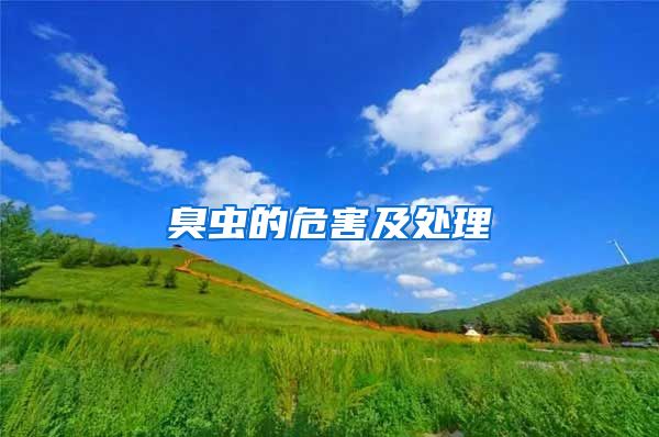 臭虫的危害及处理