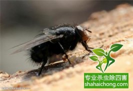 家里发现书虱怎么办？如何消灭书虱