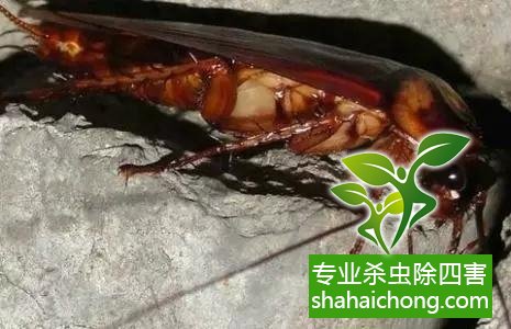 除蟑螂灭蟑螂的方法 如何消灭蟑螂,怎么样灭除蟑螂